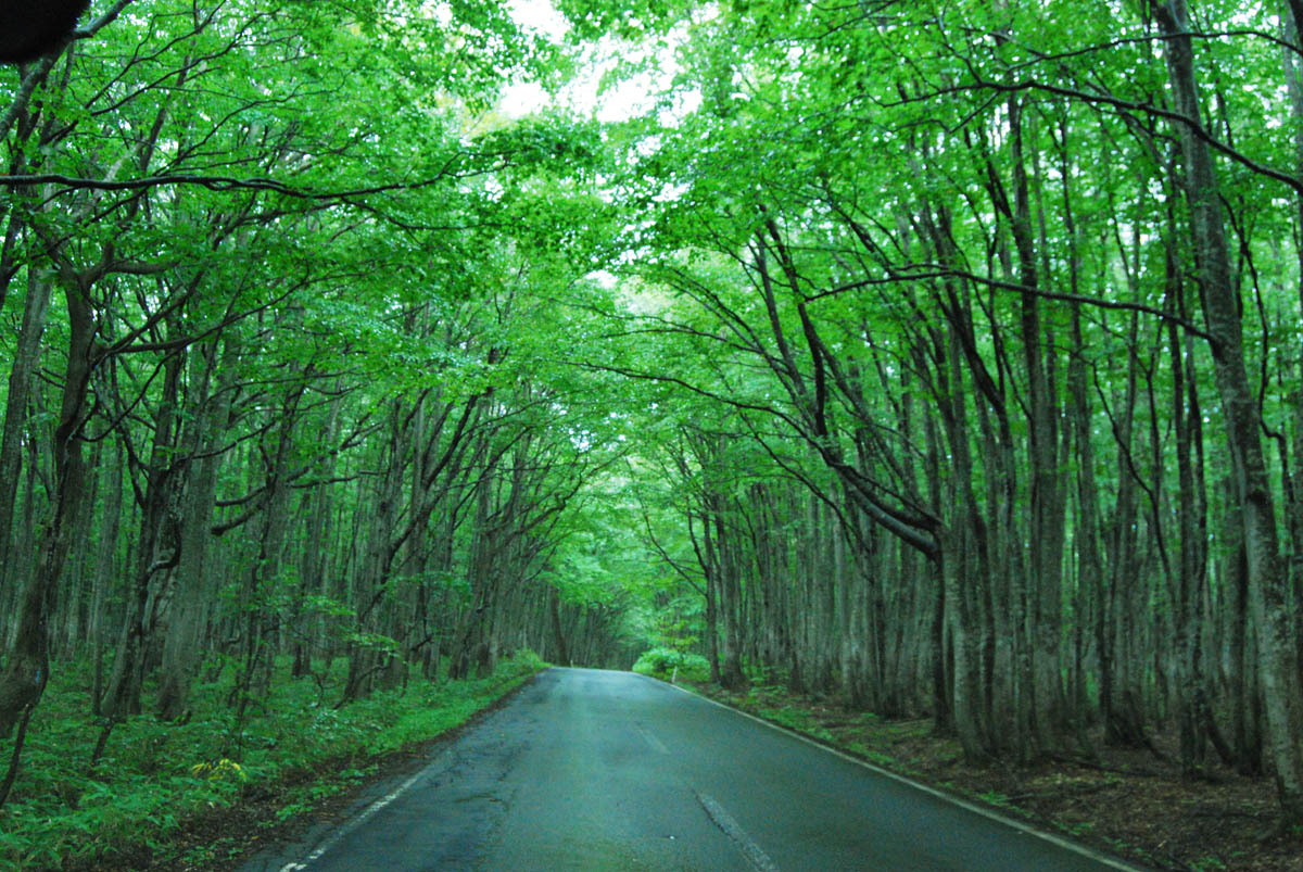 Japanese Countryside Aomori beech forest